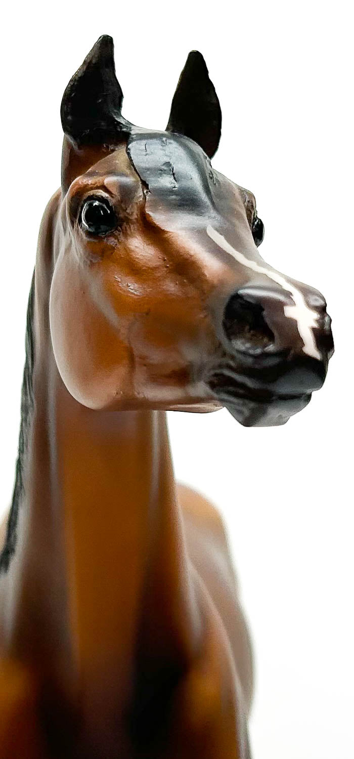 Proud Arabian Stallion ~ Thee Desperado