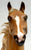 2013 Holiday Horse - American Saddlebred Stallion ~ Holiday On Parade
