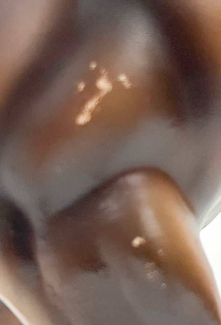 San Domingo, Liver Chestnut - ELCR Benefit Model