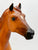 San Domingo ~ Pilgrim - "The Horse Whisperer"