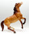 Semi-Rearing Mustang ~ Warrior, Colonial Spanish Mustang - Mid-States Dist SR