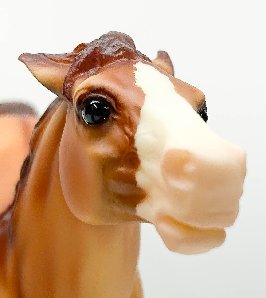 Semi-Rearing Mustang ~ Warrior, Colonial Spanish Mustang - Mid-States Dist SR