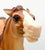 Semi-Rearing Mustang ~ Warrior, Colonial Spanish Mustang - Mid-States Dist SR