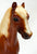 Shetland Pony, Chestnut