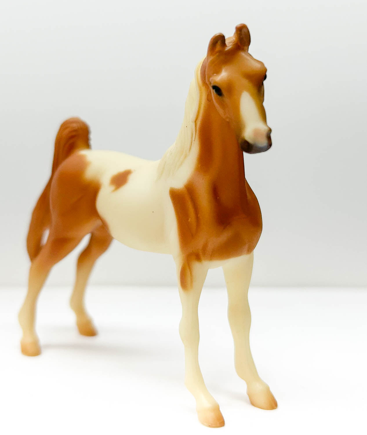 American Saddlebred, Chestnut Pinto