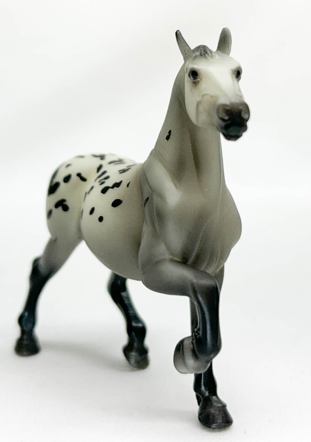 Belgian ~ Priscilla - Stablemates Club