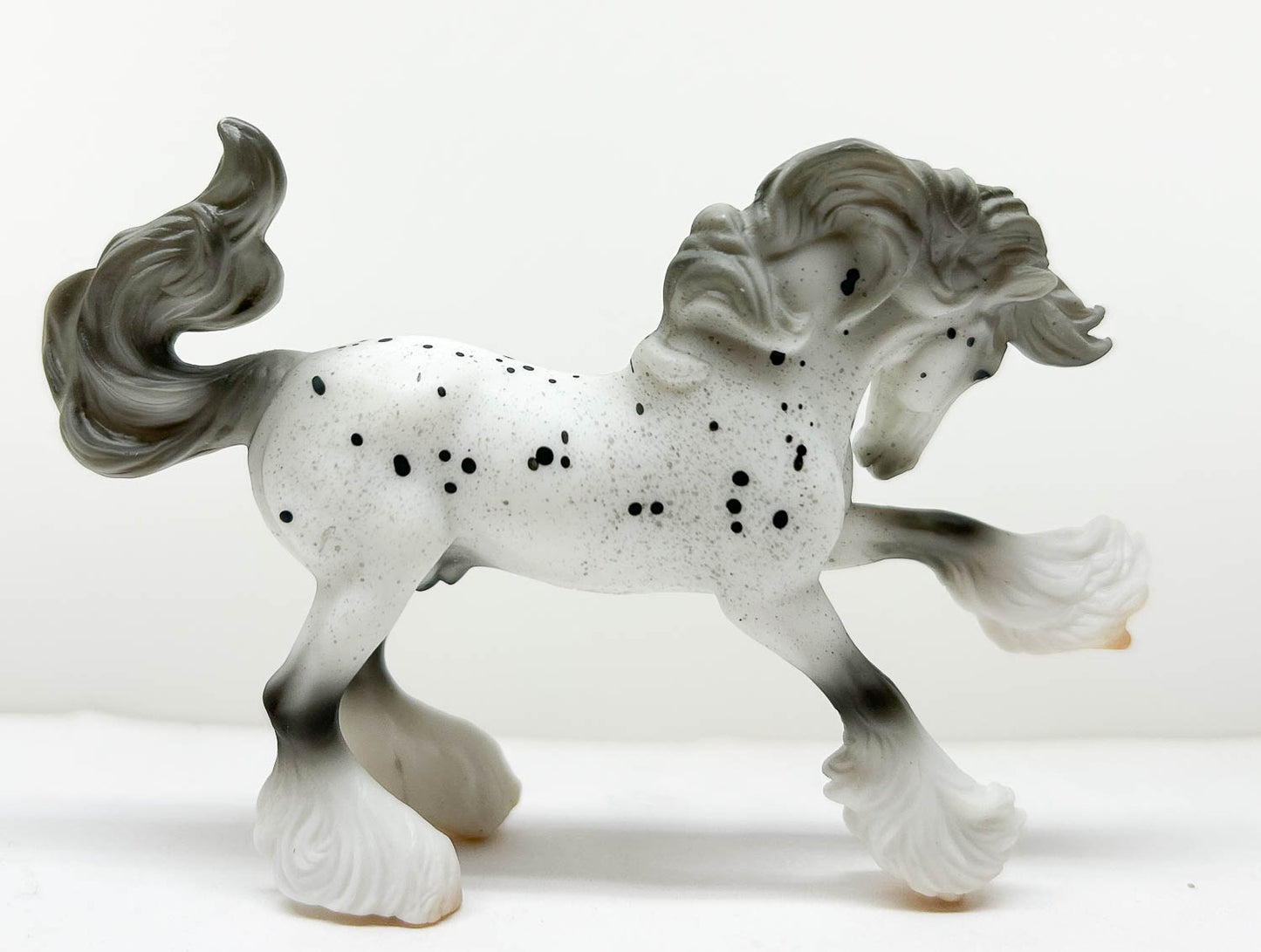 Mini Gypsy Vanner, Leopard Appaloosa