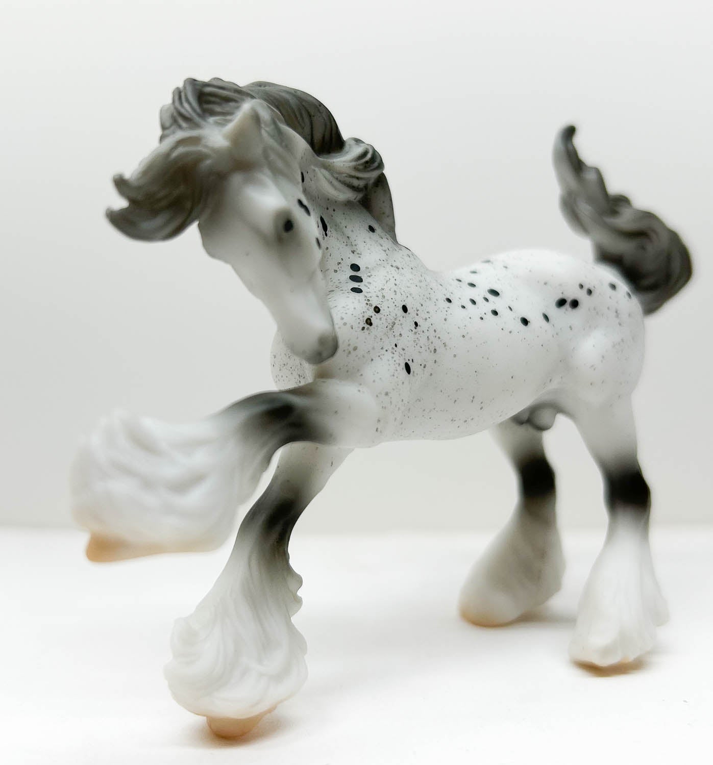 Mini Gypsy Vanner, Leopard Appaloosa