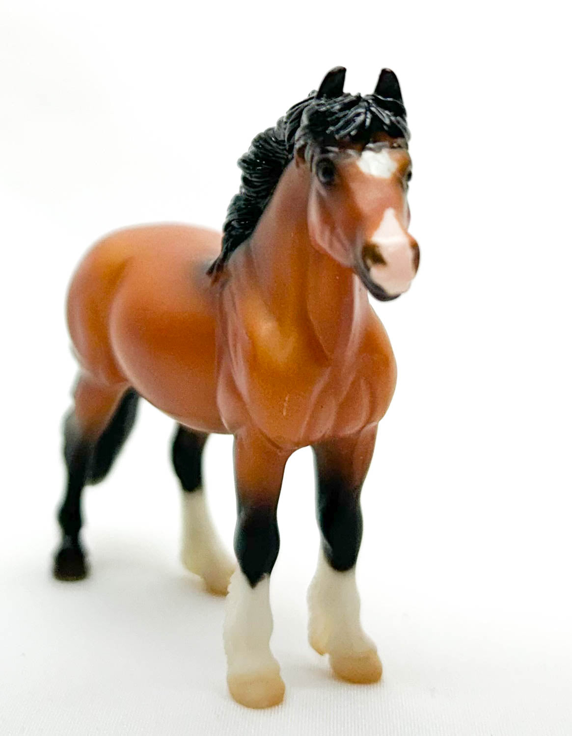 Highland Pony, Bay - Target SR
