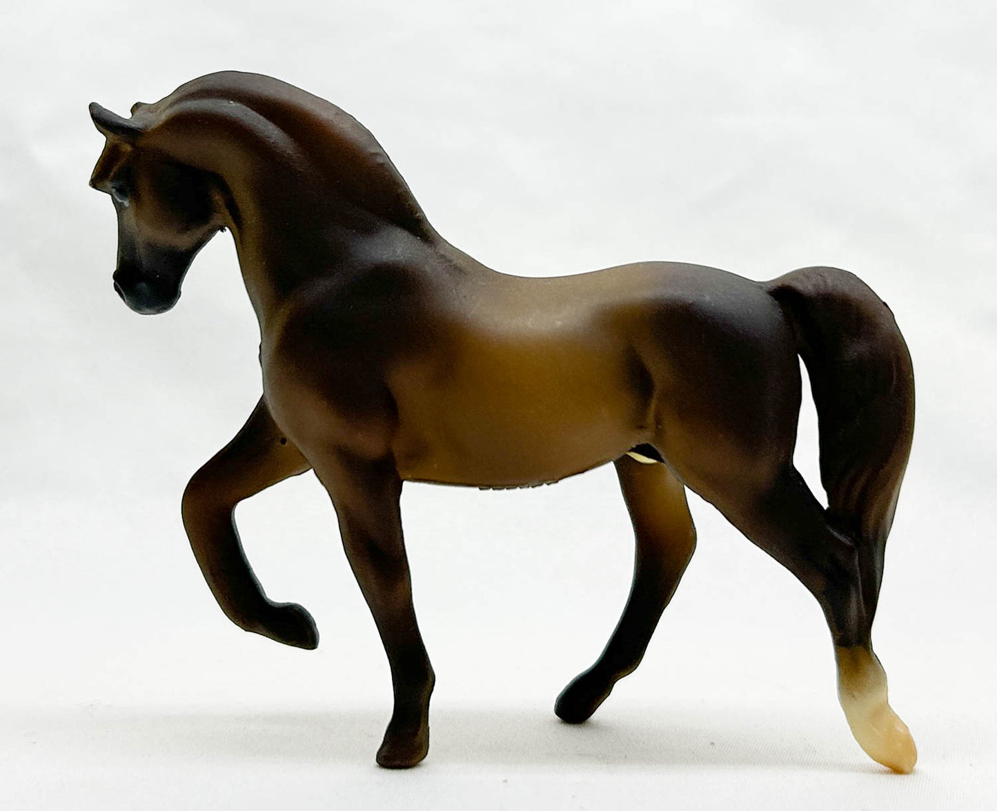 Morgan Stallion, Liver Chestnut - JC Penney SR