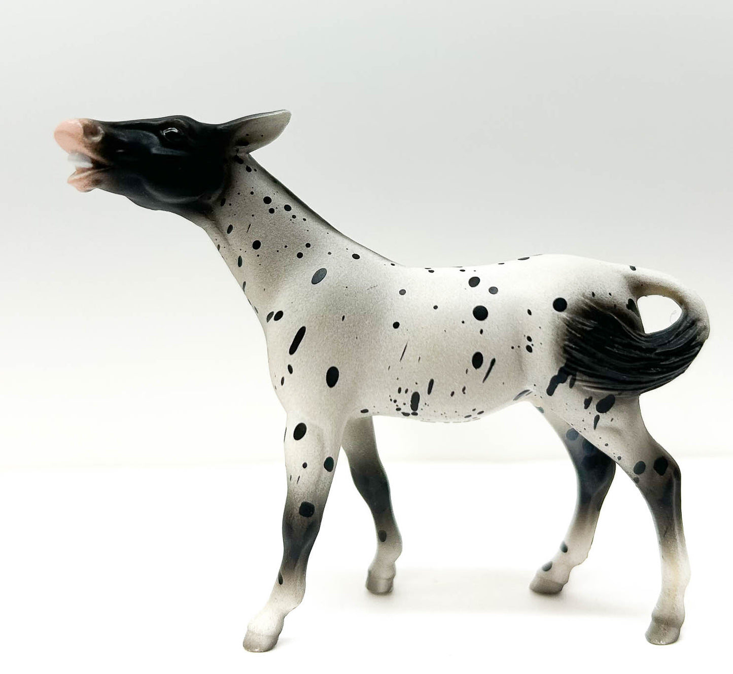 Mule, Black Appaloosa