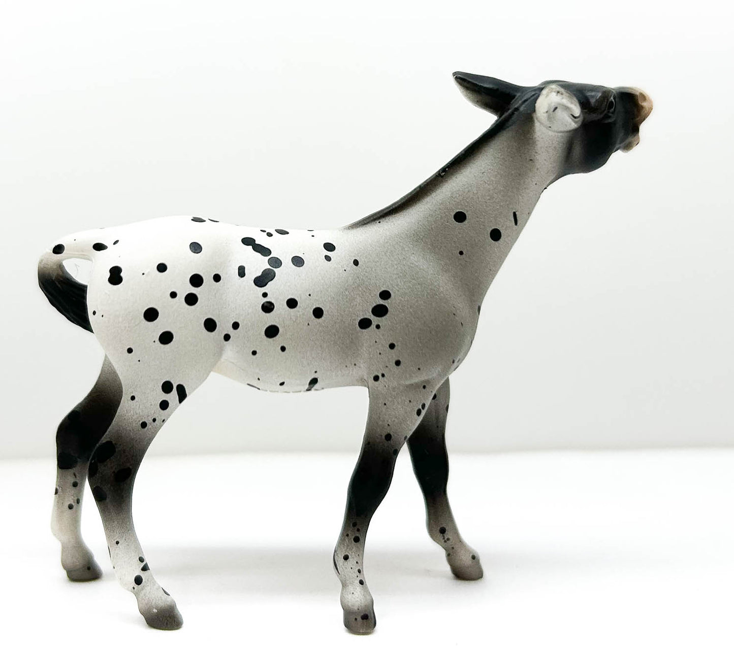 Mule, Black Appaloosa