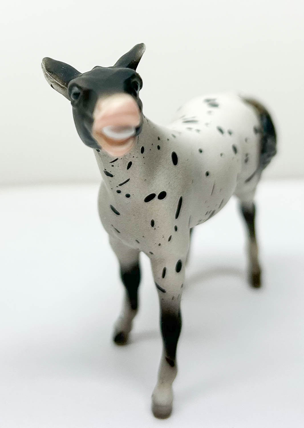 Mule, Black Appaloosa