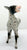 Mule, Black Appaloosa