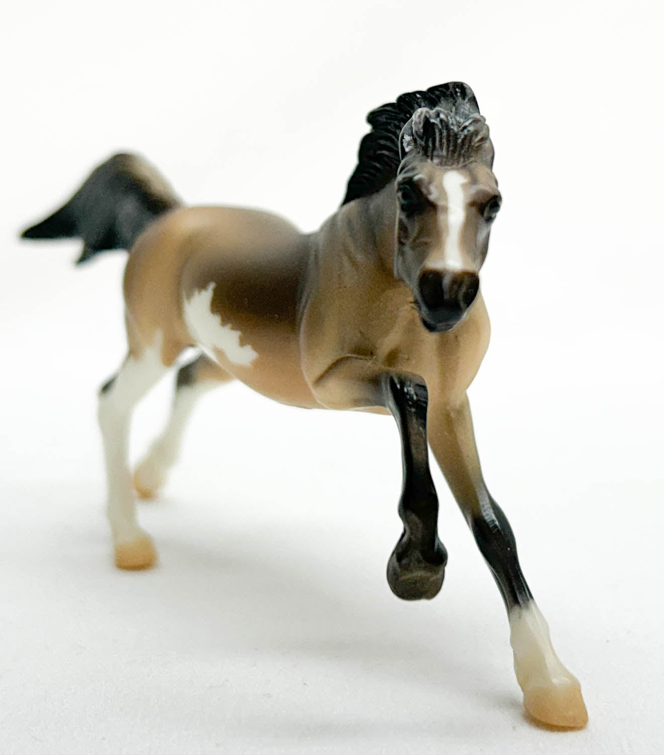 Mustang, Dun Pinto - 2009 Target SR