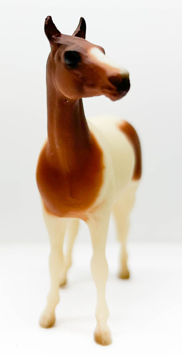 Native Dancer, Chestnut Pinto