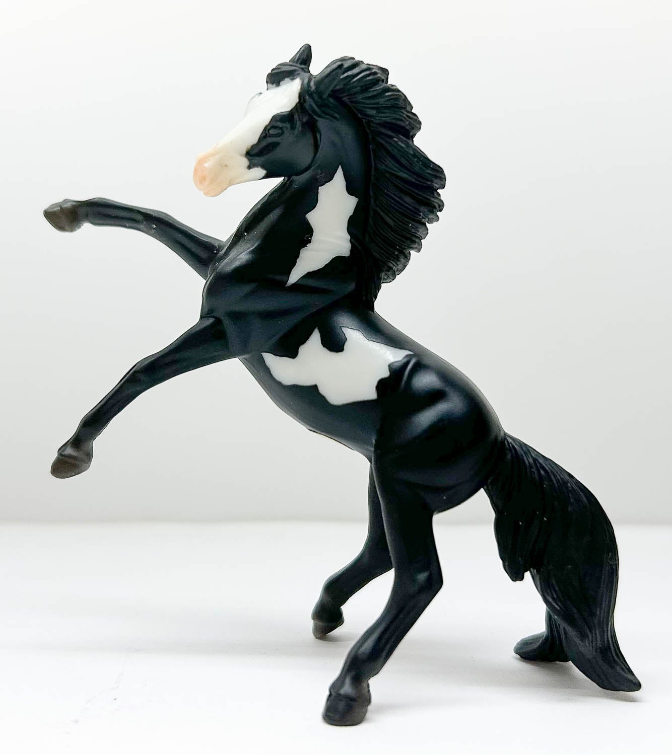 Rearing Andalusian, Black Pinto
