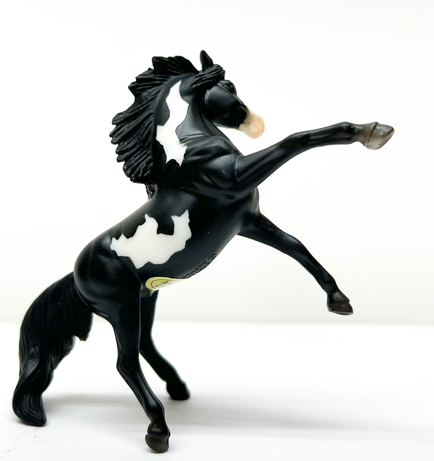 Rearing Andalusian, Black Pinto