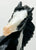 Rearing Andalusian, Black Pinto