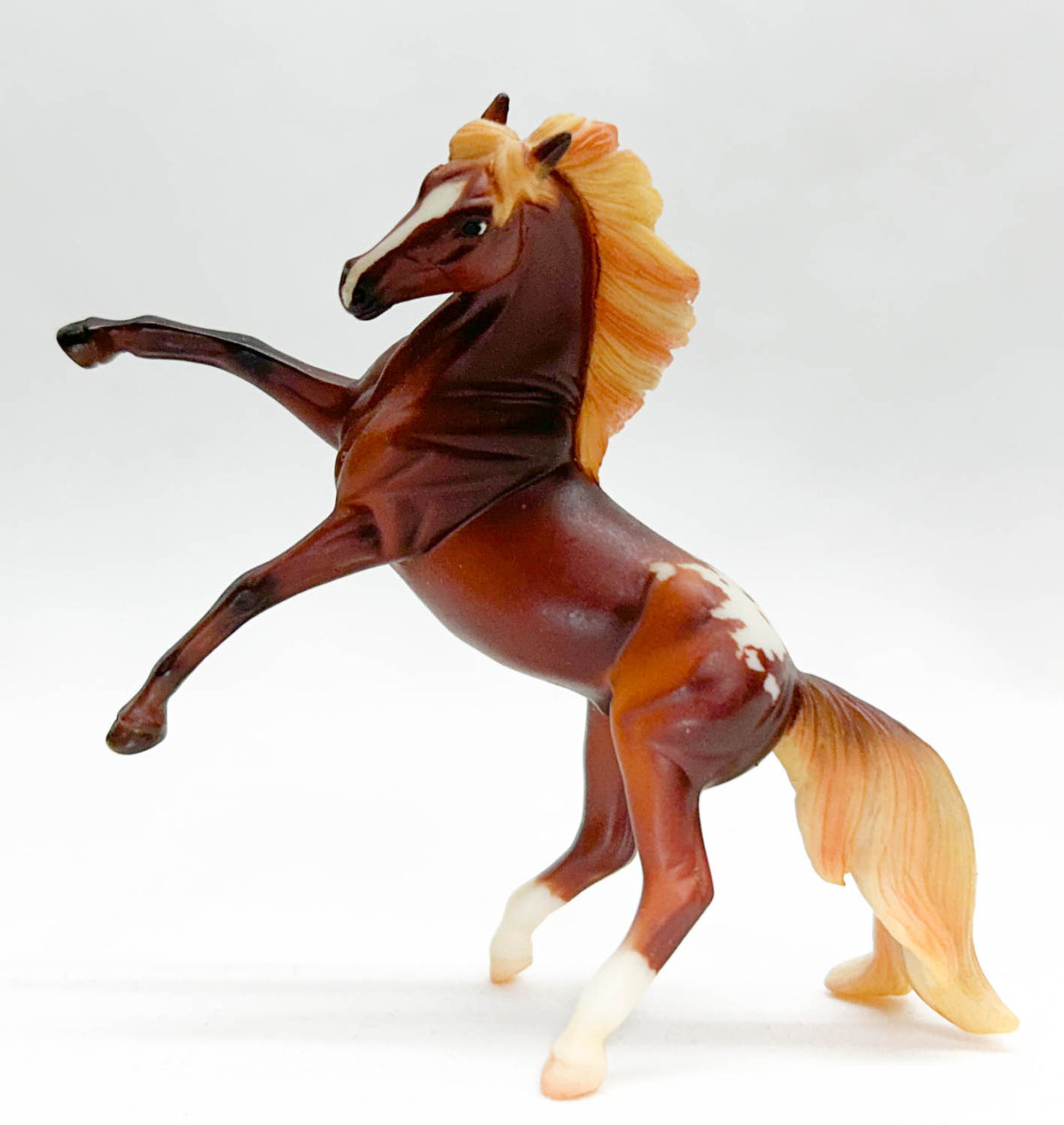 Rearing Andalusian, Liver Chestnut Appaloosa - JC Penney SR