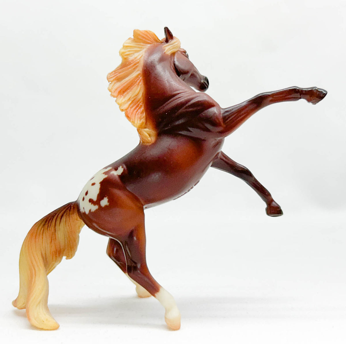 Rearing Andalusian, Liver Chestnut Appaloosa - JC Penney SR