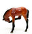 Scratching Foal, Bay