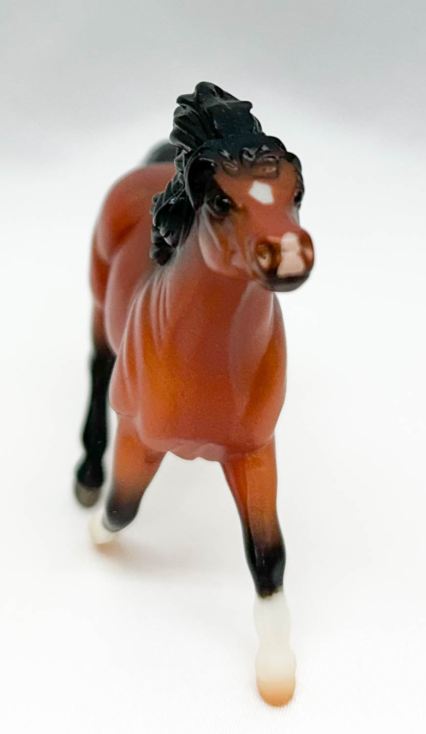 Shetland Pony, Red Bay - JCP SR