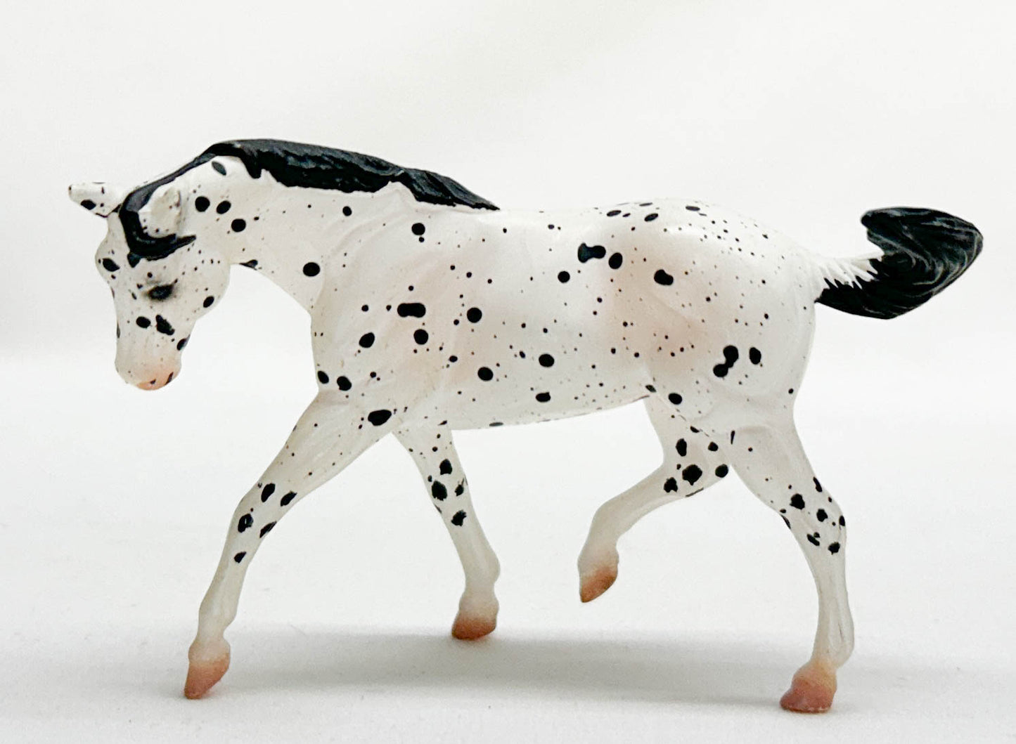 Stock Horse, Leopard Appaloosa - JAH SR