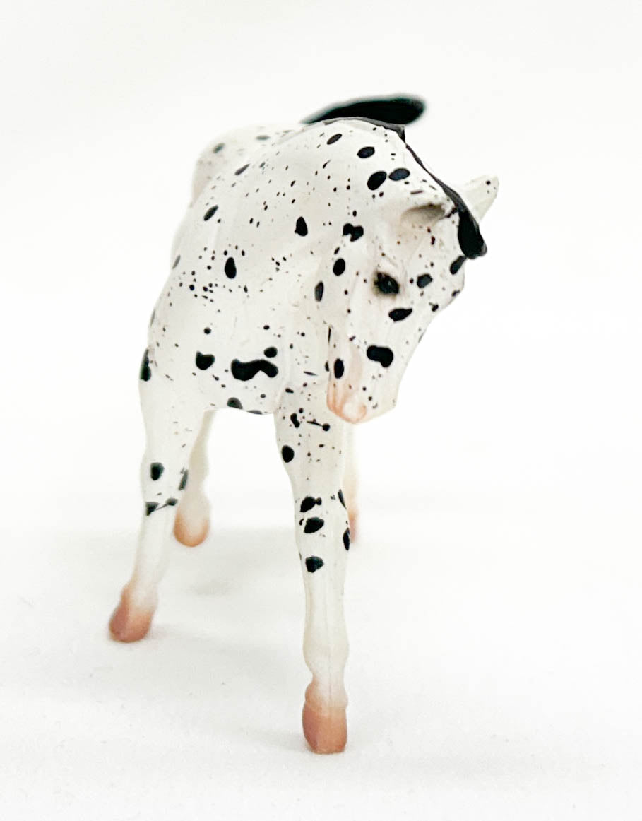 Stock Horse, Leopard Appaloosa - JAH SR