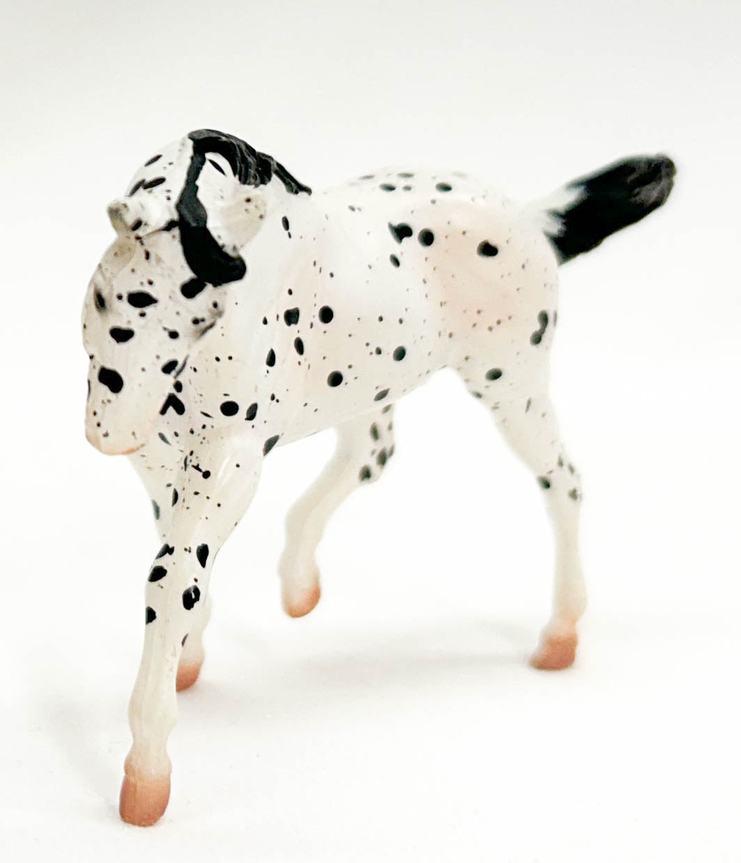 Stock Horse, Leopard Appaloosa - JAH SR