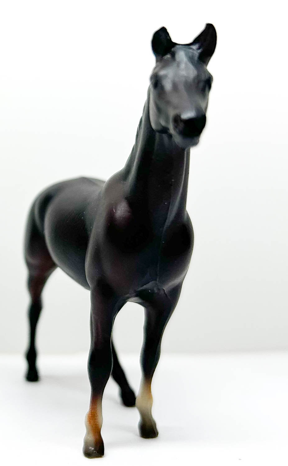 Swaps, Dark Bay/Brown - Sears SR