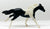 Thoroughbred, Black Pinto - JCP SR