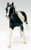 Thoroughbred, Black Pinto - JCP SR