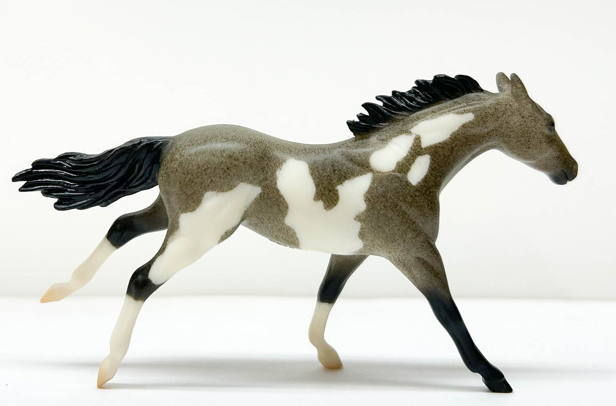 Thoroughbred, Blue (Black) Roan Pinto