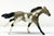 Thoroughbred, Blue (Black) Roan Pinto