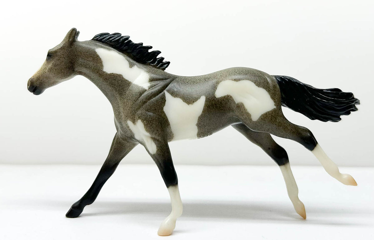 Thoroughbred, Blue (Black) Roan Pinto