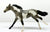Thoroughbred, Blue (Black) Roan Pinto