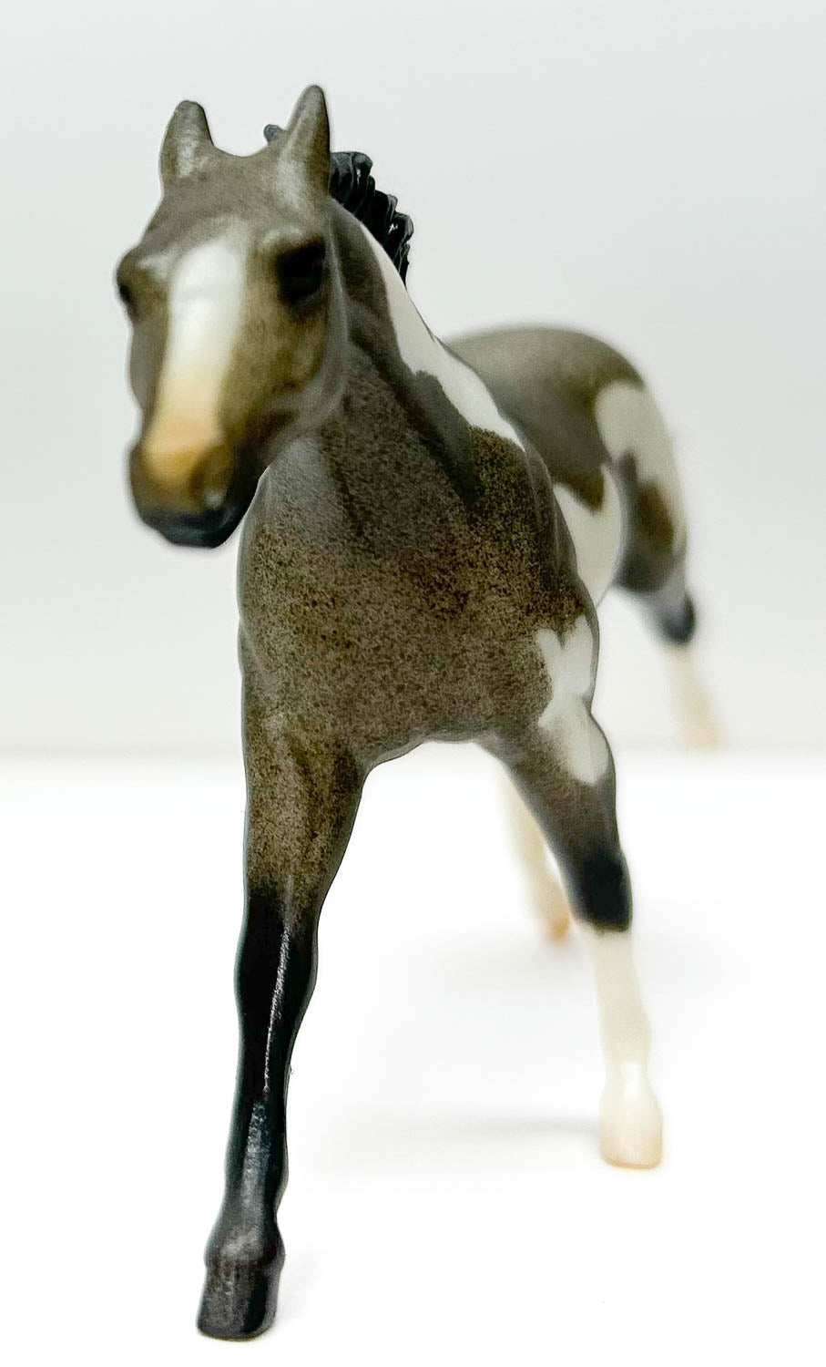 Thoroughbred, Blue (Black) Roan Pinto