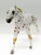 Thoroughbred, Leopard Appaloosa