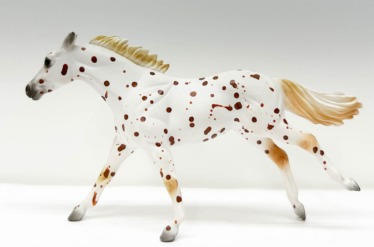 Thoroughbred, Leopard Appaloosa