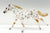 Thoroughbred, Leopard Appaloosa