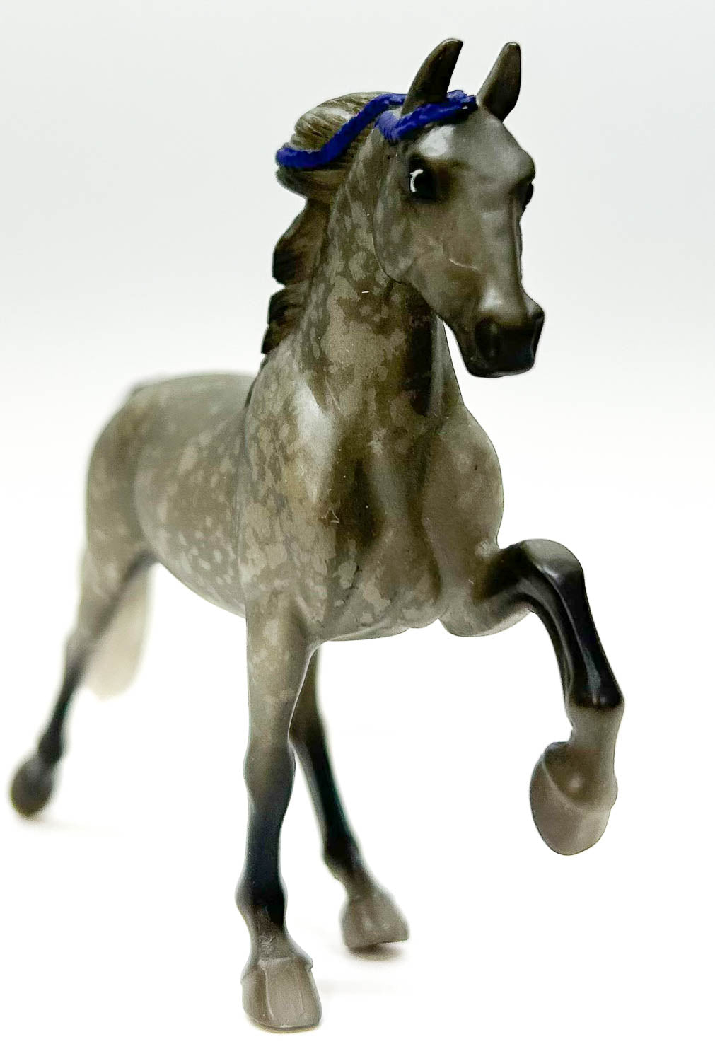 Tennessee Walking Horse, Dapple Grey