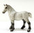 Vaulting Draft Horse, Dapple Grey