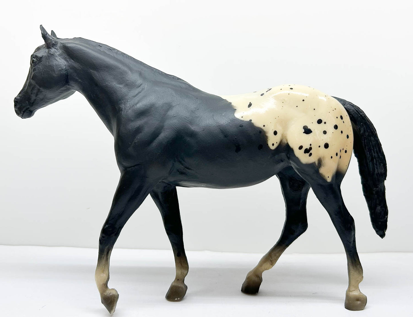 Stock Horse Mare, Black Appaloosa (restoration prospect)