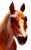 Stock Horse Mare, Chestnut - Early Raised Leg Version