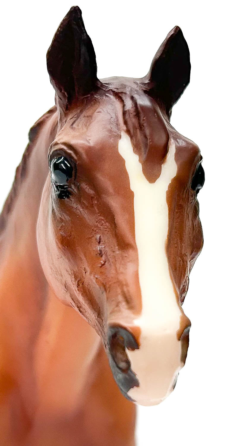 Stock Horse Mare ~ Templeton Thompson's Jane - TSC SR