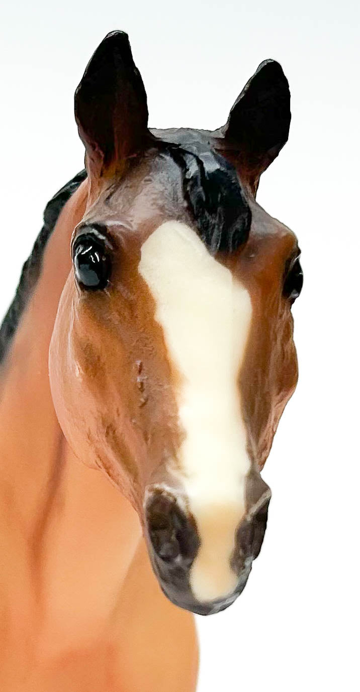 Stock Horse Mare, Light Bay - JCP SR