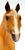 Stock Horse Mare, Palomino Appaloosa - Sears SR