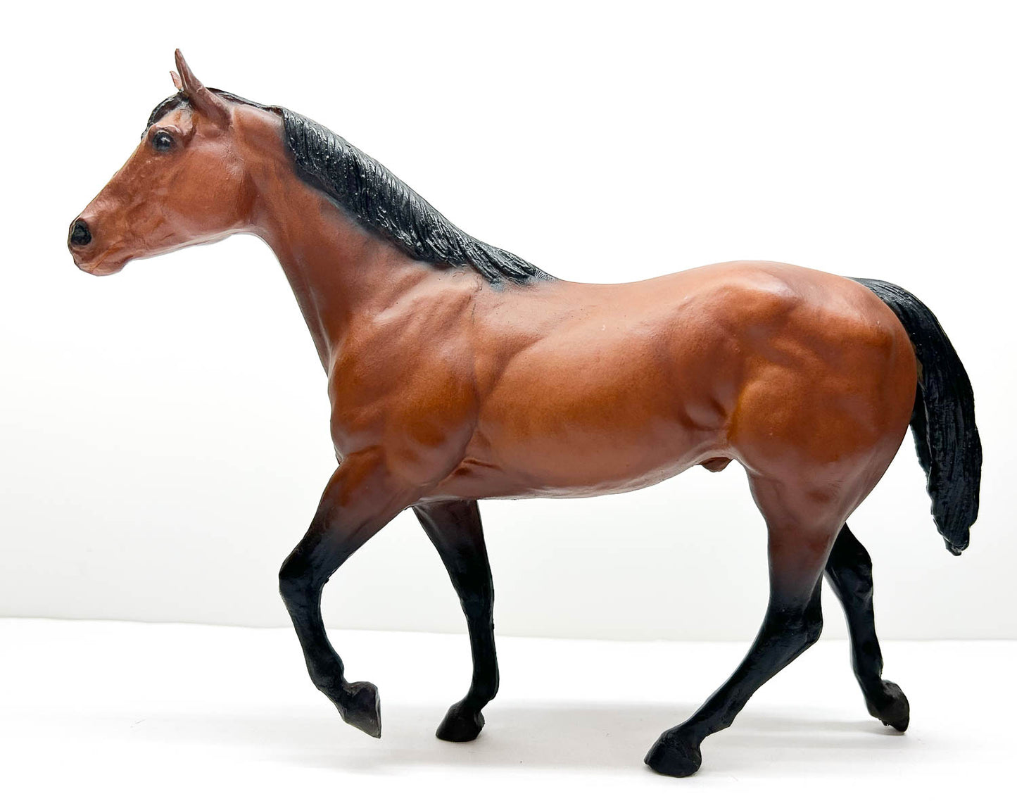 Stock Horse Stallion, Bay