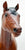 Stock Horse Stallion, Bay